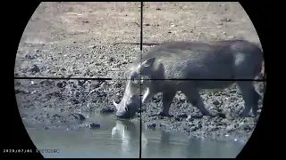 warthog headshot. original video. #triggercam 2020