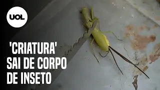 Parasita comparado a alien abandona corpo de louva-a-deus