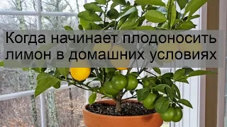 Когда начинает плодоносить лимон в домашних условиях