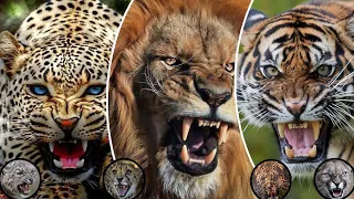 7 Most Powerful Big Cats in The World