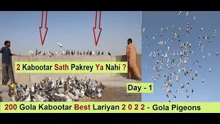 200 Gola Kabootar Best Lariyan 2022 - Gola Pigeons LOFT in Pakistan - Day - 1