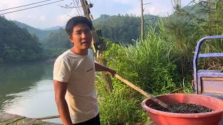 The young man raised fish in the mountain. Today  the fish pond officially put the snails in order