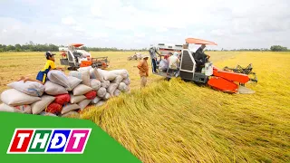 Nhu cầu nhập khẩu lớn, giá lúa gạo neo cao | THDT