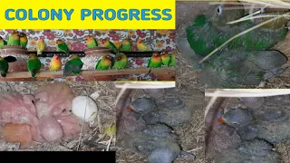 Lovebirds colony progress | African lovebirds breeding progress