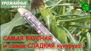 Даже КОРМОВАЯ КУКУРУЗА будет СЛАДКОЙ! Вот главный секрет!