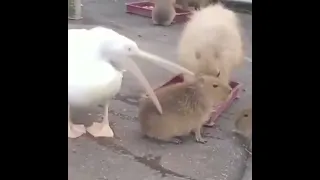 Pelican tries to eat capybara