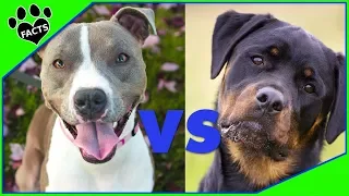 Rottweiler vs American Pit Bull Terrier - Which Is Better? Dog vs Dog