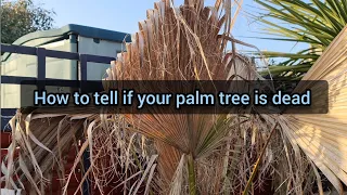 How to tell if your PALM TREE is dead!