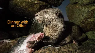 Dinner with an Otter