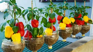 Surprised By How To Grow Bell Peppers In Plastic Bottles, The Fruits Are Big And Fresh