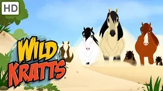 Wild Kratts 🐴 Ponies in the Wild! | Kids Videos