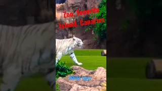 small waterfall and another white tiger in Loro Parque Zoo, Tenerife Island, Canaries#viral