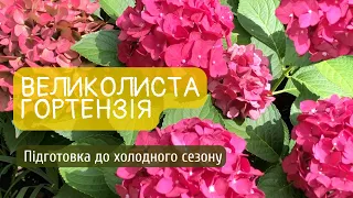 Гортензія великолиста. Підготовка до холодного сезону