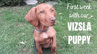 Our first week with our 12 week old Vizsla puppy, Nyla