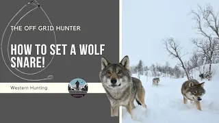 How To Set A Wolf Snare! WOLF | THE OFF GRID HUNTER