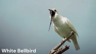 The Loudest Bird On Earth |White Bellbird | Procnias Albus