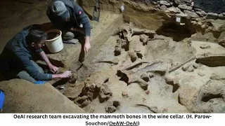 Mammoth Bones from 40,000-Years-Ago Uncovered in Austrian Wine Cellar!