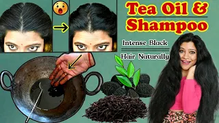 Black Tea Oil चाय का तेल & Tea Shampoo To Make Premature White Hair Black Naturally & Hair Growth.