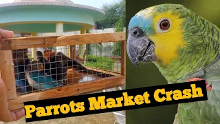 Parrots Market Crash | Wildlife Raids | Downfall of Wild Parrots