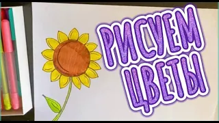 Как нарисовать подсолнух. РИСУЕМ ЦВЕТЫ  How to draw a sunflower. WE DRAW FLOWERS