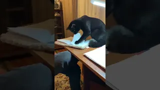 Кот Тёма не любит учиться...