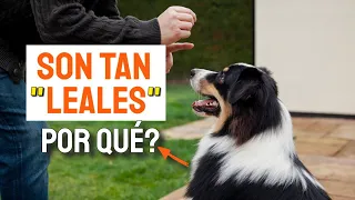 ¿POR QUÉ los PERROS son tan LEALES? 🐶😮Te Vas a Sorprender