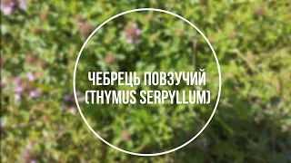 Чебрець повзучий - (лат. Thymus serpyllum L.)