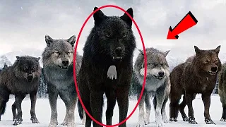 That's why hunters don't touch wolves with a white mark! The mysterious power of wolves...