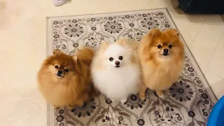 Pomeranian cute dogs Barking and funny dogs bark for treats