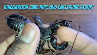 Vinegaroon Care Info And Enclosure Setup!