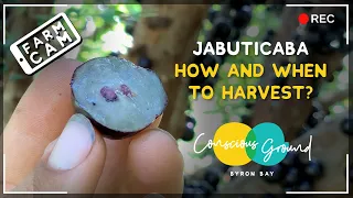 How and when to harvest Jabuticaba (Brasilian Tree Grapes)?