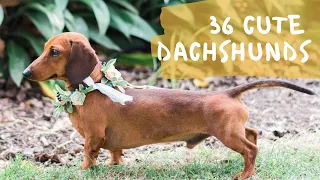36 Cute and Funny Dachshund Videos Instagram | Adorable Sausage Dogs Try Not To Laugh Compilation