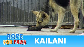 German Shepherd tries to revive her baby and wouldn't let us get close 💔🌺 #dog