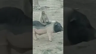 Monkey vs Pig🐖🐒 #pig #funnymoments #monkey #shorts #youtubeshorts #animals #ytshorts