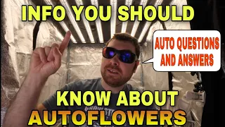 Info You Should Know About Autoflowers - Auto Questions and Answers