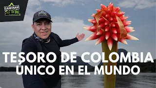 el Secreto de la Flor de Inírida: Un Viaje Épico con los Indígenas de Guainía I CaminanTr3s