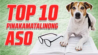 TOP 10 PINAKAMATALINONG ASO sa Buong Mundo | Hayup Yan TV