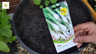 Direct sowing spring onions seeds outdoors in a container ~ Seeds to sow in July