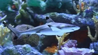 Аквариумная акула