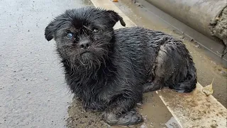 Pregnant with 6 children, she lay exhausted in the heavy rain shivering from the cold