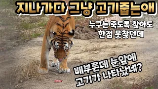 (4K)정말 평화로웠던 이날도 태범이는 무궁이한테 맞았다 - 백두대간수목원 / 한국호랑이 / 호랑이숲