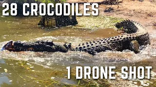 28 Australian Salt Water Crocodiles in one Drone Shot