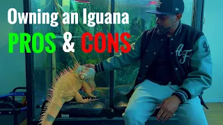 Pros & Cons of Owning an Iguana |Rocket The Iguana|