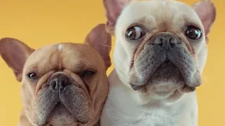 French Bulldogs Funny Moments & Fails Compilation #11 французский бульдог приколы