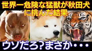 日本の秋田犬を甘く見たピットブルと猛獣である中国の虎が戦いを挑んだ結果・・・悲惨すぎる最期