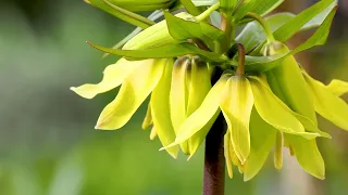 Kaiserkronen, imposante Zwiebelblume mit kleinen Allüren