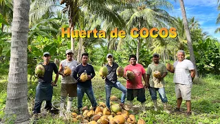 Huerta de COCOS o el árbol de los mil usos | Cuidado de las palmeras | Guerrero mayor productor