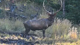 Valle Vidal Elk 2023