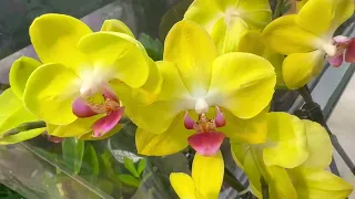 завоз ОРХИДЕЙ ОБЗОР попались ВПЕРВЫЕ такие орхидеи и СУПЕР ЦЕНЫ на орхидеи