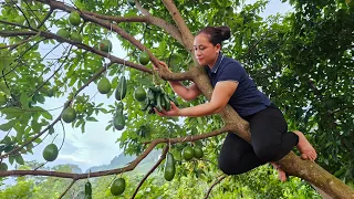 Harvest Avocado Garden Goes to the market sell - Gardening & Planting beans